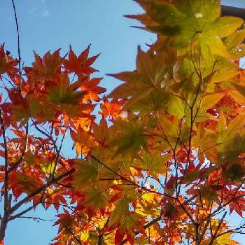 紅葉の秋の画像 by あななさん | お出かけ先とモミジとモミジ♪と紅葉の秋とグラデーションのもみじ