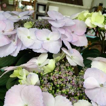 冬アジサイの投稿画像一覧 Greensnap グリーンスナップ 冬アジサイの投稿画像一覧 Greensnap グリーンスナップ