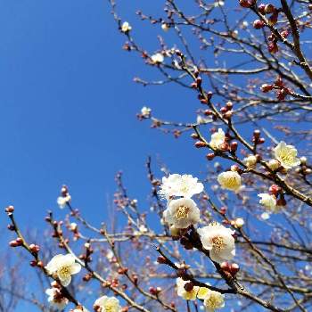 凛としての投稿画像一覧 Greensnap グリーンスナップ 凛としての投稿画像一覧 Greensnap グリーンスナップ