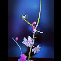 紅梅,白梅,守護鳥:福郎君,白梅　和堂,紅梅　和堂の画像