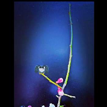 紅梅,白梅,守護鳥:福郎君,白梅　和堂,紅梅　和堂の画像