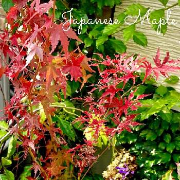秋の風景の画像 by Ray-foさん | 小さな庭とハイビスカスとモミジとプラクトランサス モナラベンダーと緑のある暮らしと秋の風景とお花好きと紅葉の葉