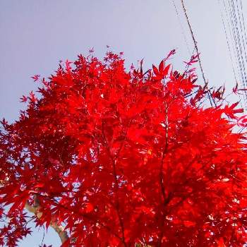 モミジ(紅葉)の画像 by 畔道烏さん | 小さな庭とモミジ(紅葉)と癒やされると心、ほっこりと花から元気をと今日のお花と鮮やか と花のある暮らし