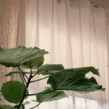 ウンベラータ♡︎ʾʾの画像 by ✴︎DGさん | 寝室と木‼︎と葉物と幸せ♡♡と植物とhappy‼︎と癒し空間と葉っぱ大好きとジャングル化計画とgreenとウンベラータ♡︎ʾʾと ウンベラータ