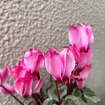 ガーデンシクラメン ビクトリアの画像 by 桃いちご15さん | 小さな庭とガーデンシクラメン ビクトリアとピンクの花と2022のシクラメンと2022年2月とフリフリのお花と今日のお花とガーデンシクラメン  ピンク