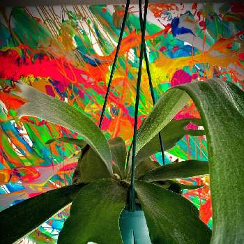 垂れ下がり系の画像 by ozeki fumiyasuさん | 部屋とビカクシダと観葉植物とアートと花のある暮らしと垂れ下がり系