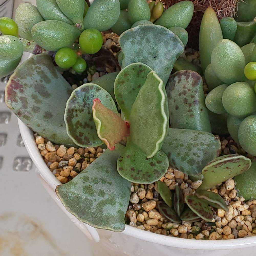 417 天錦章の生長記録 2022.06.09更新｜🍀GreenSnap（グリーンスナップ）