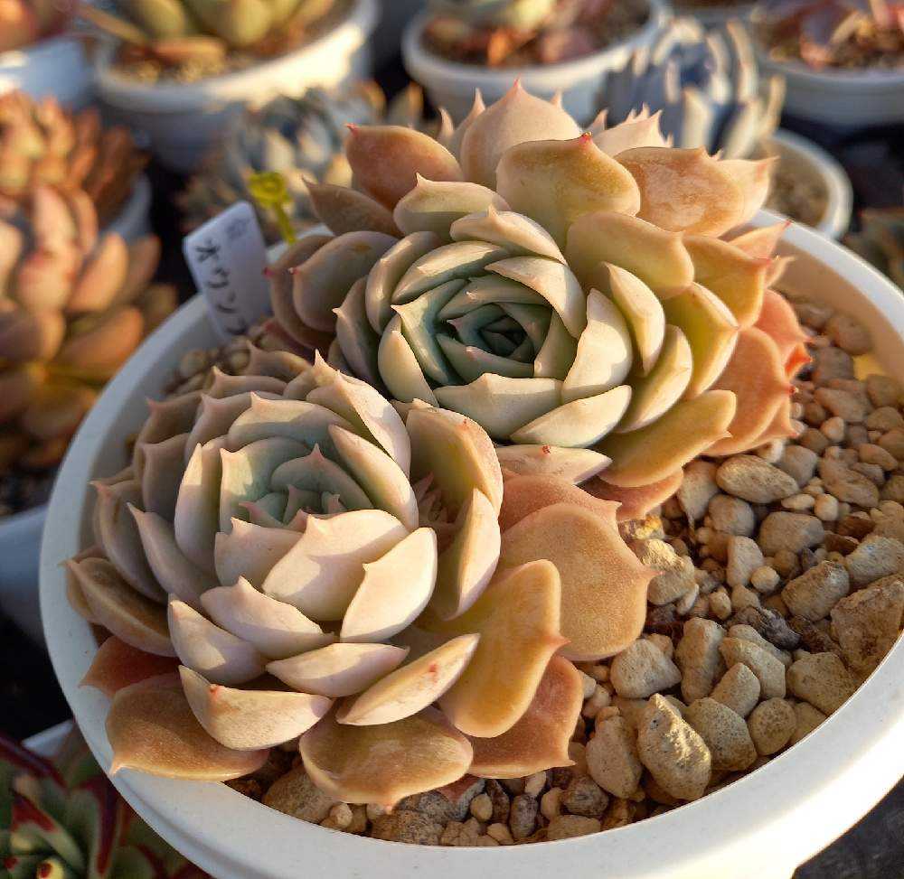 No.510 ❁オウンスロー❁ 抜き苗 多肉植物 寄せ植え オウンスロー＊紅葉品種＊エケベリア＊多肉植物＊抜き苗 多肉