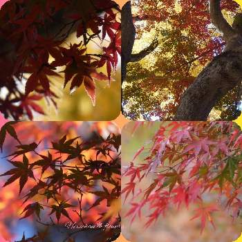 秋の風景の画像 by Hirochan＊  flowersさん | モミジと秋の風景と今日のお花とモミジ♪とJuneの会