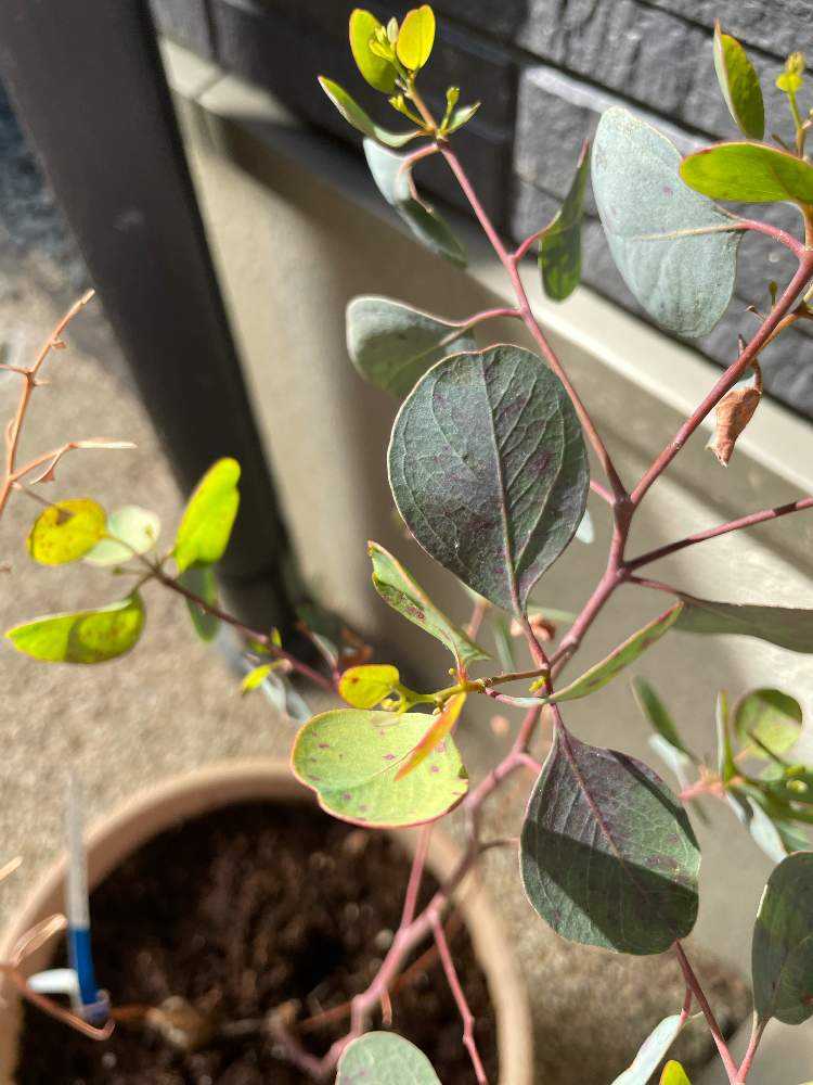 ユーカリポポラス Greensnap グリーンスナップ