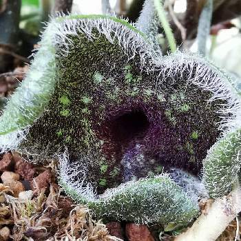 カンアオイ類の投稿画像一覧 Greensnap グリーンスナップ