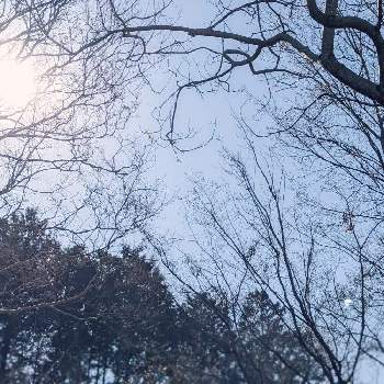 ヒノキ林の画像 by 秋草さん | 広い庭とアカシデとサルスベリとヒノキとヒノキ林と木々✽と空✽と日の光✽