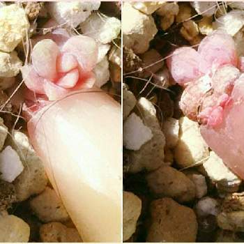 ヒアリウムの画像 by 猫のお世話係さん | バルコニー/ベランダとヒアリウムと多肉植物と葉挿しとメルカリ多肉