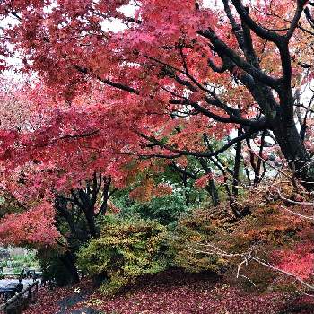 筥崎宮花庭園の投稿画像一覧 Greensnap グリーンスナップ