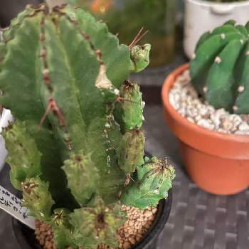 病気 の投稿画像一覧 Greensnap グリーンスナップ