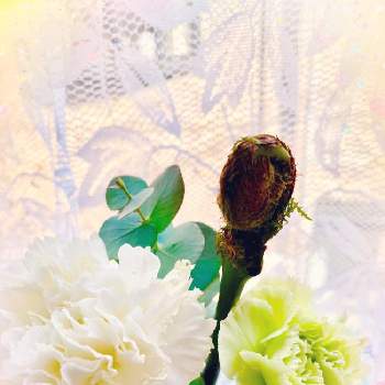 カーネーション♪の画像 by Toshieさん | 窓辺とユーカリ。とお花の定期便とカーネーション♪とGSミニモニ。と ゼンマイと花のある暮らしと被災地にエールを…。とお花は癒しとブルーミー(bloomee)