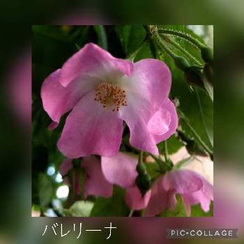 薔薇 バレリーナの投稿画像一覧 Greensnap グリーンスナップ