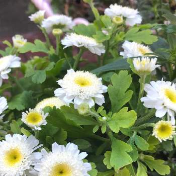 フランス小菊（マトリカリア）の画像 by K-chanさん | 小さな庭とフランス小菊（マトリカリア）とへデラ ライトフィンガーとお花大好き♡と癒されますと白いお花と花のある暮らしとかわいいね❤