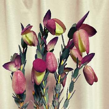 ピメレア ピソディス の投稿画像一覧 Greensnap グリーンスナップ ピメレア ピソディス の投稿画像一覧 Greensnap グリーンスナップ