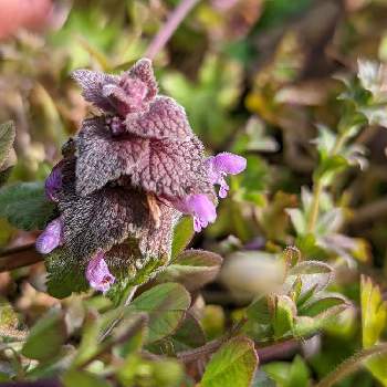 シソ科の投稿画像一覧 Greensnap グリーンスナップ