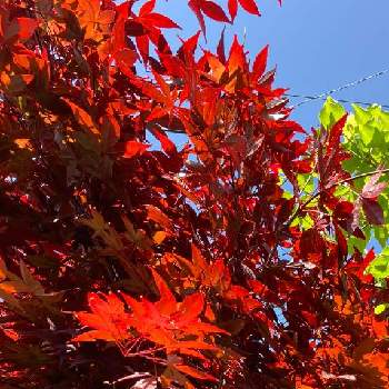 モミジ(紅葉)の画像 by teru teruさん | モミジ(紅葉)とモミジと綺麗だね〜♡と植物ってすごいと大きくなったとおうち園芸と今日のお花とありがとう ♡♡とGSに感謝。と紅葉（こうよう）ともみじ♡と山法師
