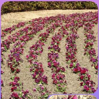 馬見丘陵公園⛲の画像 by まっさんno.1さん | お出かけ先と綺麗〜❤️とパンジー♪とGS映えと馬見丘陵公園⛲と大きな花壇と紫のお花