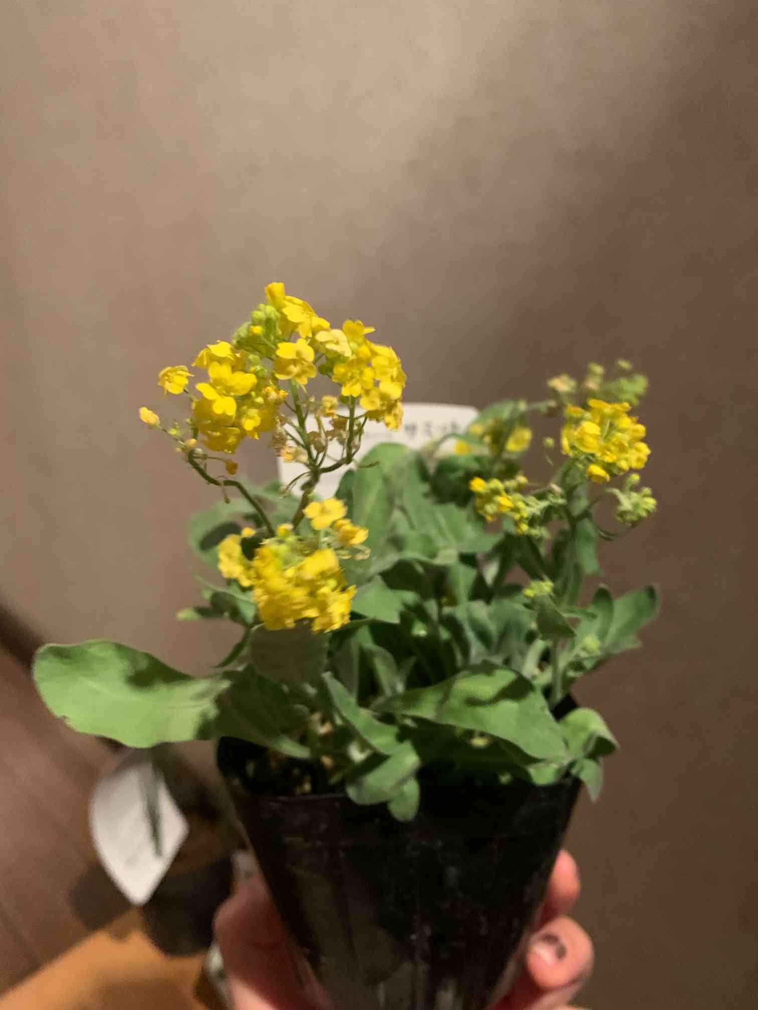 黄花アリッサム サミット｜🍀GreenSnap（グリーンスナップ）