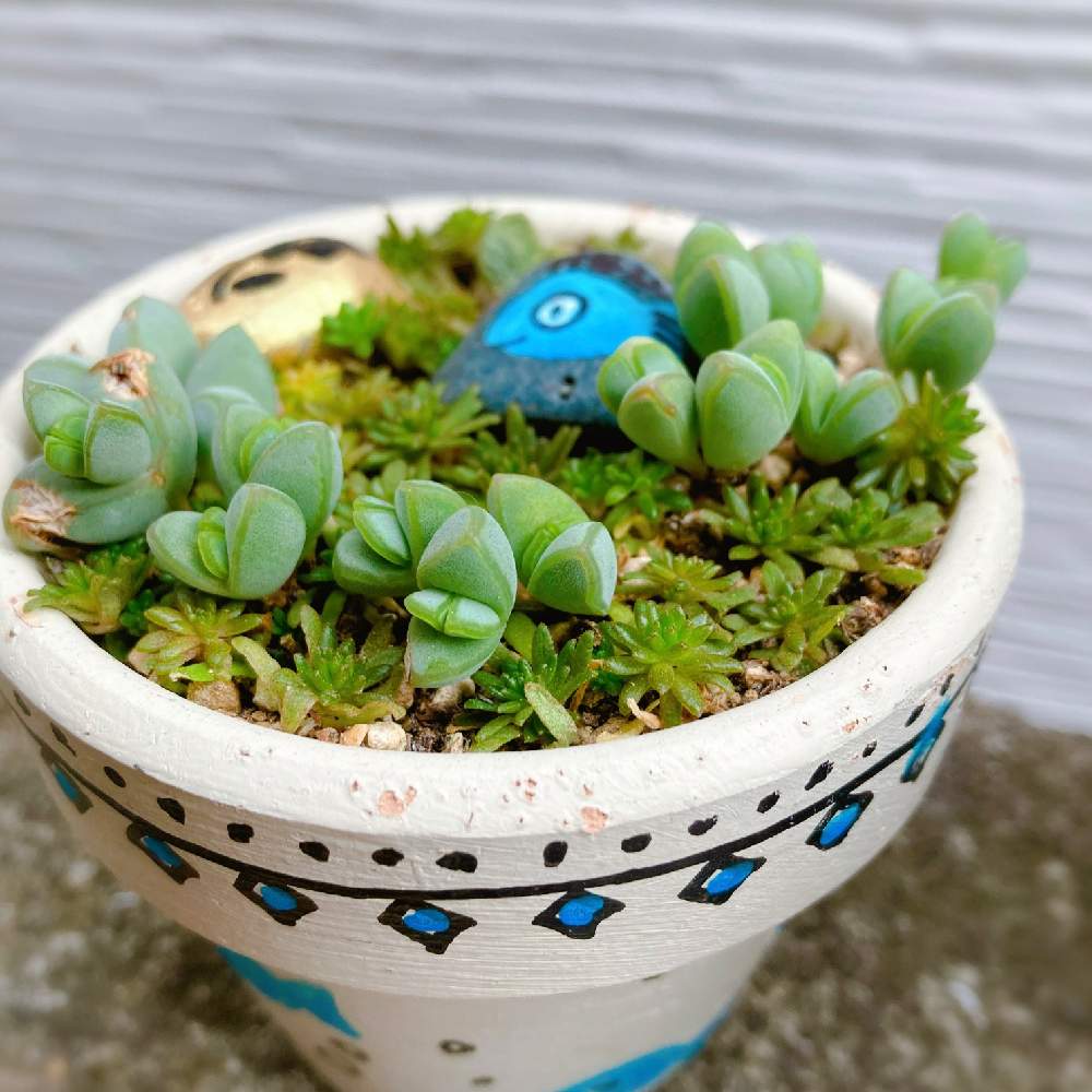 驚きの値段 オレンジモンロー ビッグサイズ 大きい 多肉植物 カット苗 2315 138 Globescoffers Com 驚きの値段 オレンジモンロー ビッグサイズ 大きい 多肉植物 カット苗 2315 138 Globescoffers Com