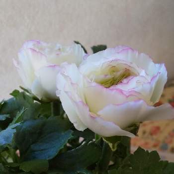 ラナン キュラスの画像 by ともこさん | 部屋とラナン キュラスと春のお花と❇︎ラナンキュラスとガーデニングと花のある暮らし