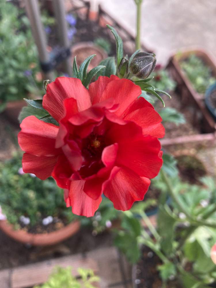 ラナンキュラスラックス ハデスの投稿画像 By のっしゃんさん 玄関と赤い花と赤い花 22月2月10日 Greensnap グリーンスナップ Greensnap グリーンスナップ