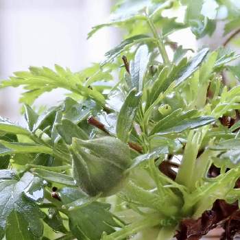 夏の季語の投稿画像一覧 Greensnap グリーンスナップ 夏の季語の投稿画像一覧 Greensnap グリーンスナップ