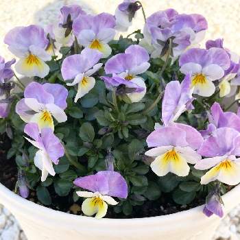 ビオラ プレミアムビオラ ディージェイの投稿画像一覧 Greensnap グリーンスナップ