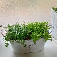 セラギネラの育て方 水やりや日当たりの加減は Greensnap グリーンスナップ