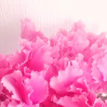 冬のお花の画像 by スイトピー好きさん | 窓辺とシクラメンと沢山のお花と癒される♡とピンクの花と切り花を楽しむと丸くて可愛いと優しい色と花びらが可愛いと冬のお花