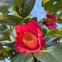 ツバキ,薮椿（やぶつばき）,赤・紅・あか・レッド,ぶらり兵庫県,冬・播磨の国の画像