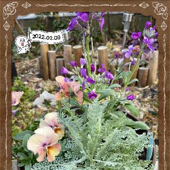 GSミニモニ。Ｎｏ.61の画像 by ベガママさん | 小さな庭とシルバーレースと庭の花とかわいい♡と彩(いろどり)とGSミニモニ。Ｎｏ.61と記録用