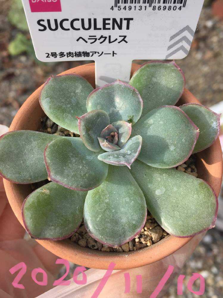 moヘラクレス3本まとめ売り IMG-3508-300x300.jpg