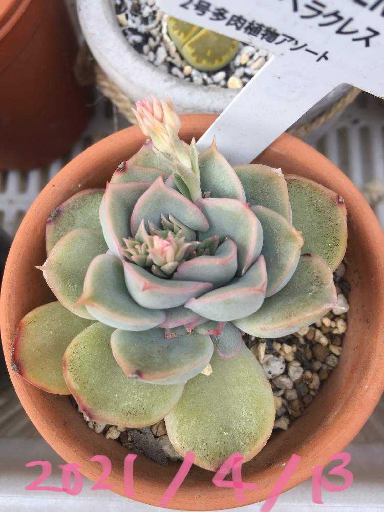 モリモリ子吹き！ヘラクレス成長記録☆｜🍀GreenSnap（グリーンスナップ）