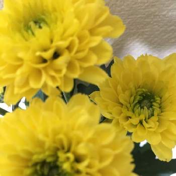菊の花の画像 by キキさん | 部屋とスプレー菊と最愛の友へ届けとLife is beautifulと花言葉に心をのせてとめぐり逢と黄色い花と皆んな幸福にと大切な人に…といつも心に太陽をと変身✨と今この時を切に生きると明日はきっと良い日になると菊の花と旅立ちの日に