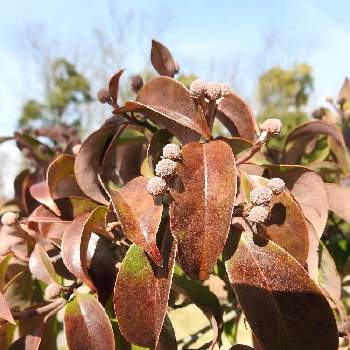 常緑ﾔﾏﾎﾞｳｼの投稿画像一覧 Greensnap グリーンスナップ