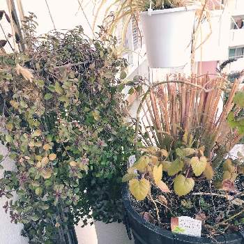 レモングラス Greensnap グリーンスナップ