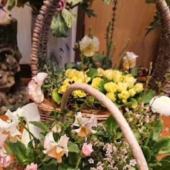バラ咲ジュリアン マスカットのジュレの画像 by のりりんの森さん | 玄関とマイクロワックスとローダンセマム　スワンとヘリクリサム　シルバースターとデイジーとバラ咲ジュリアン マスカットのジュレとフリル咲きパンジーとラミウム・スターリングシルバーと大好きなお花達とたまらんღと優しい色合い♡とパステルカラーのお花と花いろいろと花のある暮らしと好きな花色