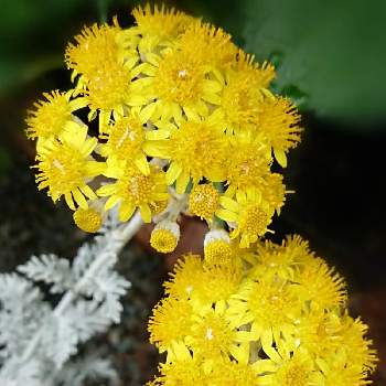 花のある世界♡の画像 by mako(#^.^#)さん | 小さな庭とシロタエギクとGS ３年生と花のある世界♡と黄色の花と シロタエギクとガーデニングと花のある暮らしとかわいいとシルバーリーフと黄橙色の夢