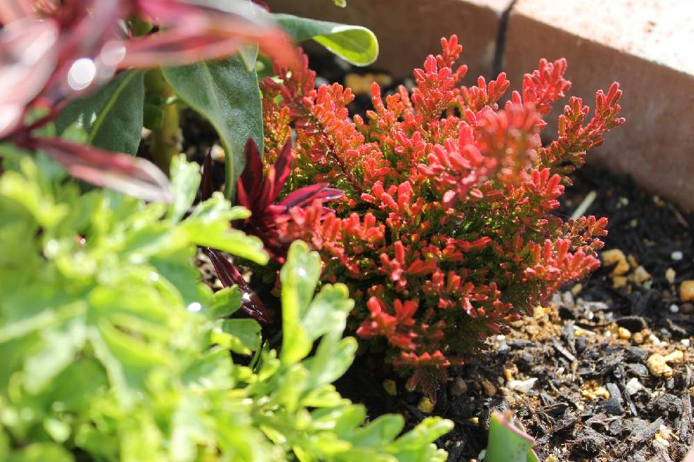 カルーナ ブルガリスの投稿画像 By ネスカルさん 花壇と紅葉 こうよう と花壇と紅葉 こうよう 22月2月10日 Greensnap グリーンスナップ Greensnap グリーンスナップ