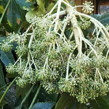 ヤツデの実 の投稿画像一覧 Greensnap グリーンスナップ