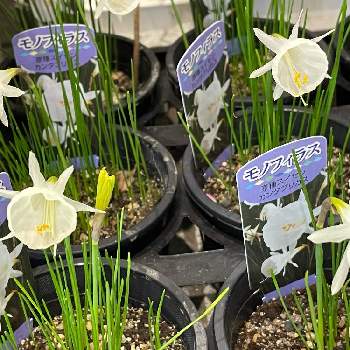 原種水仙の投稿画像一覧 Greensnap グリーンスナップ