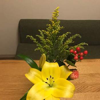 ソリダコの投稿画像一覧 Greensnap グリーンスナップ