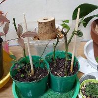 皇帝ダリアの育て方 球根や苗の植え付け時期 発芽のコツは Greensnap グリーンスナップ 皇帝ダリアの育て方 球根や苗の植え付け時期 発芽のコツは Greensnap グリーンスナップ