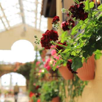 花のミュージアム フローリィの投稿画像一覧 Greensnap グリーンスナップ