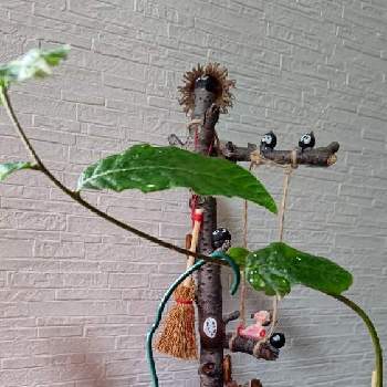 植物雑貨♪の画像 by natsumenobabaさん | 部屋とどんぐりと苔盆栽と植物雑貨と箱庭盆栽と幸せな時間と植物雑貨♪